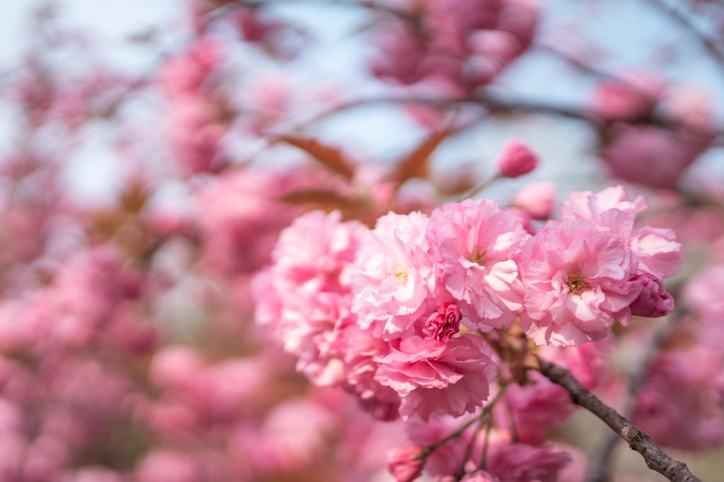 櫻花春景（2019）